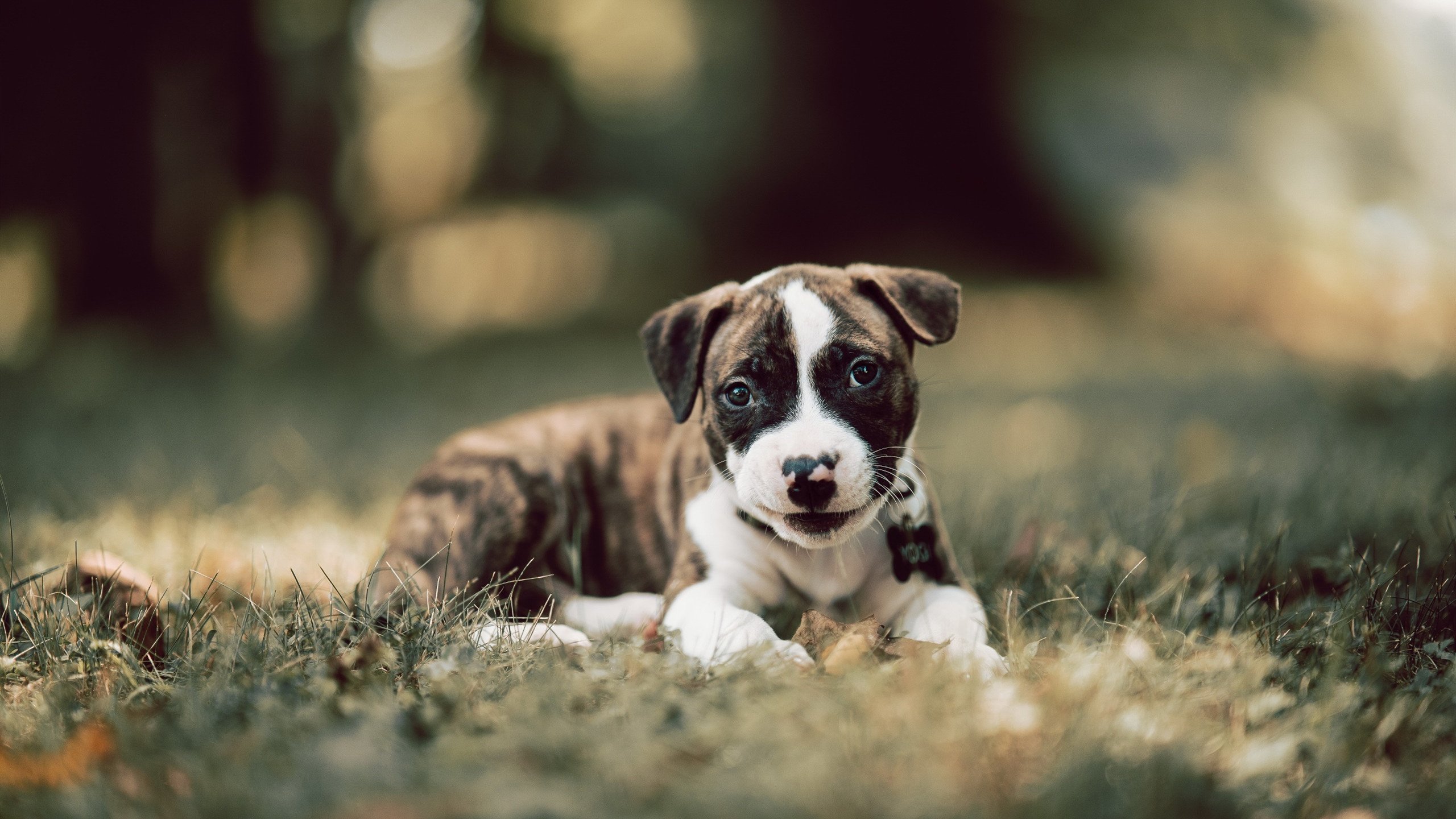 开云APP-迪马利亚再创传奇！对阵厄瓜多尔一役刷新多项纪录，天使之翼永载史册