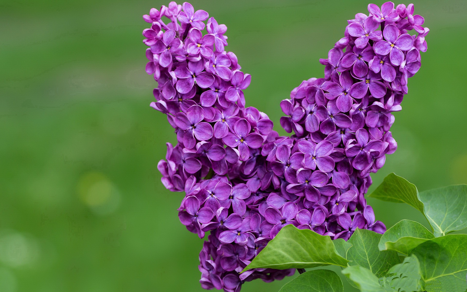 强压,当秘鲁的岩石意志,碾过尼日利亚的天赋风暴